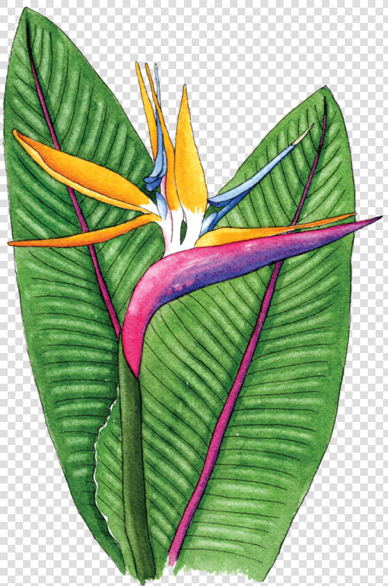 Bird Of Paradise   Birds Of Paradise Flower Png  Transparent PngTransparent PNG