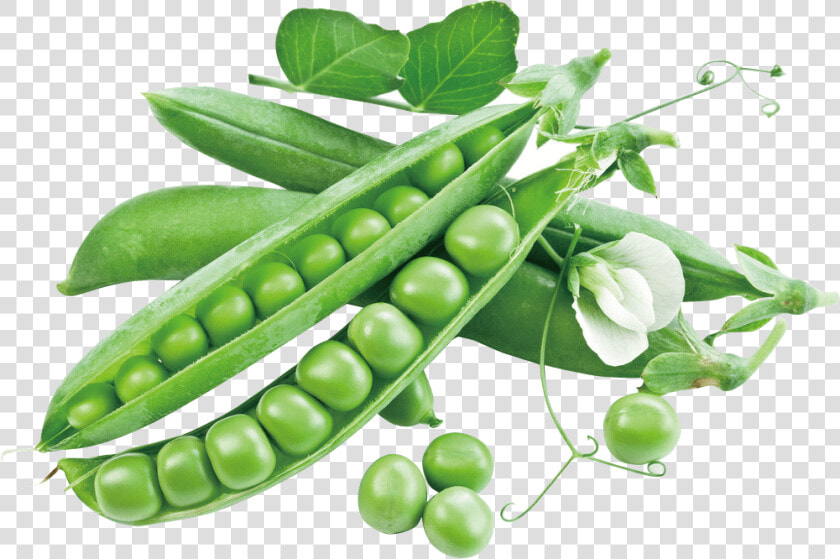 Sugar Snap Pea Snow Peas  HD Png DownloadTransparent PNG