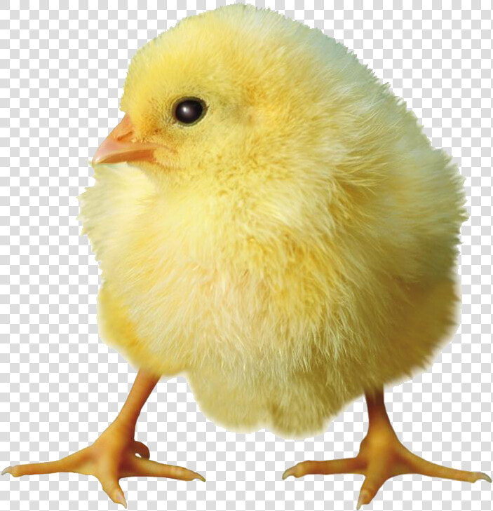 Yellow Chick Png Download   Baby Chick Transparent Background  Png DownloadTransparent PNG