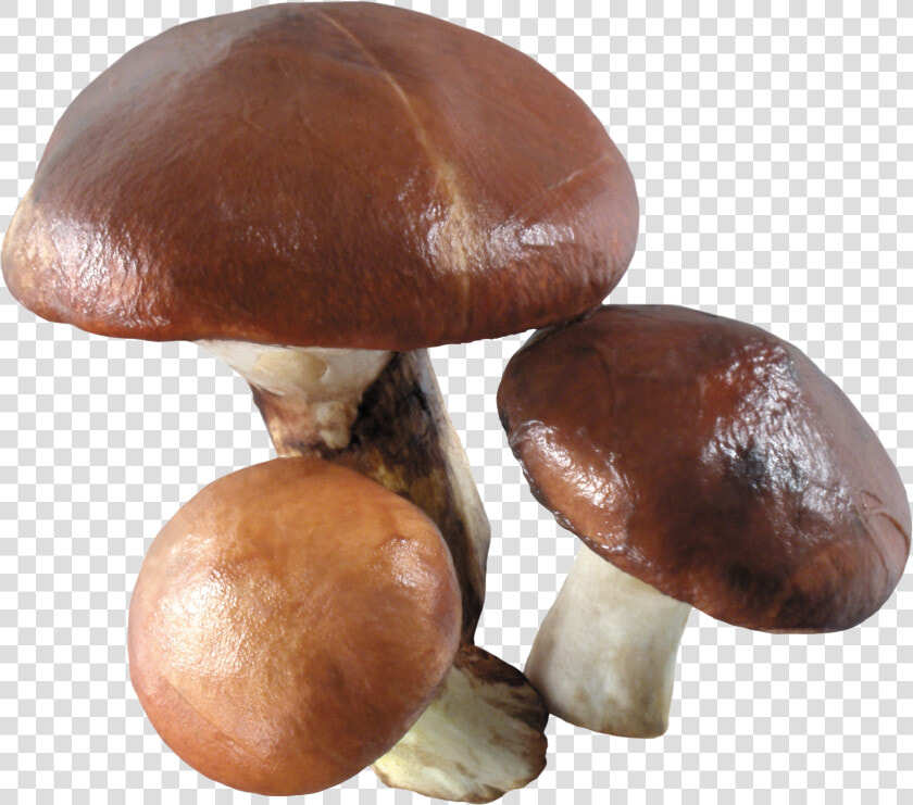 Mushroom Png Image   White Mushroom White Background  Transparent PngTransparent PNG