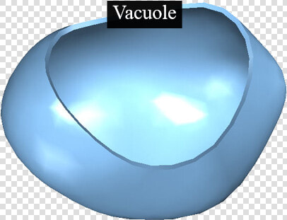 Plant Cell Vacuole  HD Png DownloadTransparent PNG