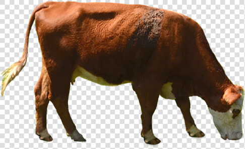 Download Cow Png Transparent Image 1 202   Cow Eating Grass Png  Png DownloadTransparent PNG