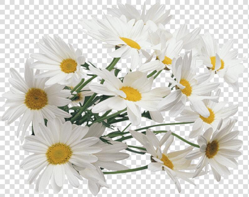 Chamomile Png Transparent Images   Chamomile Transparent  Png DownloadTransparent PNG