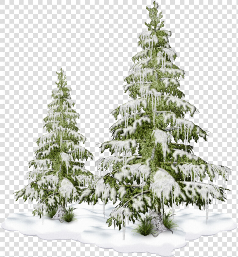 Freetoedit Nature Tree Christmastree Snow Winter  HD Png DownloadTransparent PNG