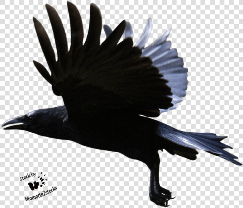 Flying Crow Transparent Background   Png Download   Crow Flying Transparent Background  Png DownloadTransparent PNG