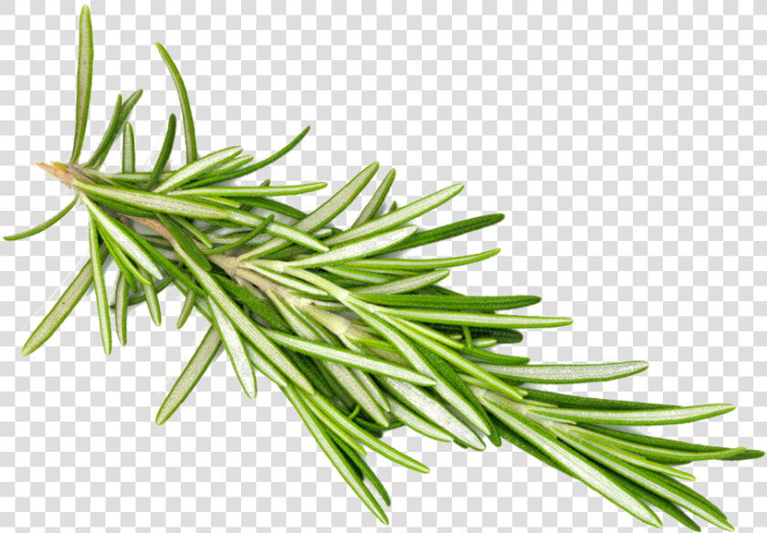 Rosemaryleaf transparent   Rosemary Png Transparent  Png DownloadTransparent PNG