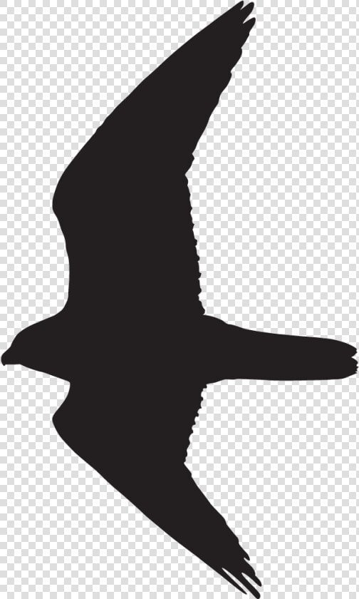 Peregrine Falcon Overview  All About Birds  Cornell   Peregrine Falcon Flight Silhouette  HD Png DownloadTransparent PNG