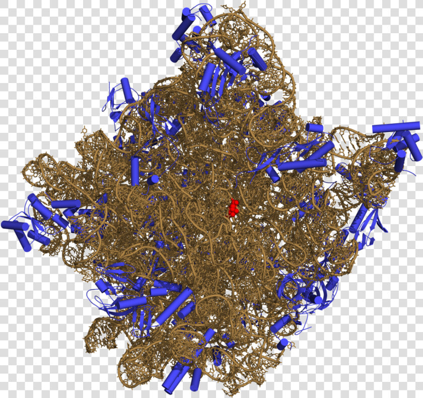 Ribosomal Rna Png  Transparent PngTransparent PNG