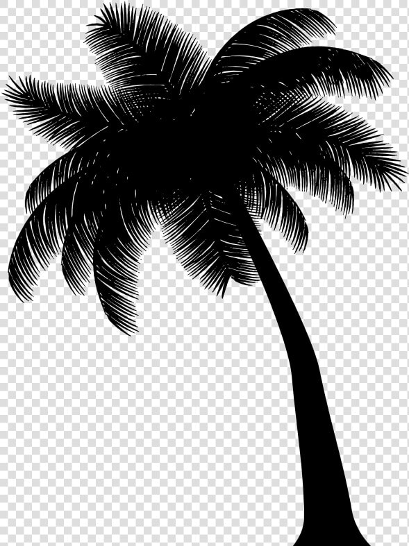 Asian Palmyra Palm Black  amp  White   Attalea Speciosa  HD Png DownloadTransparent PNG