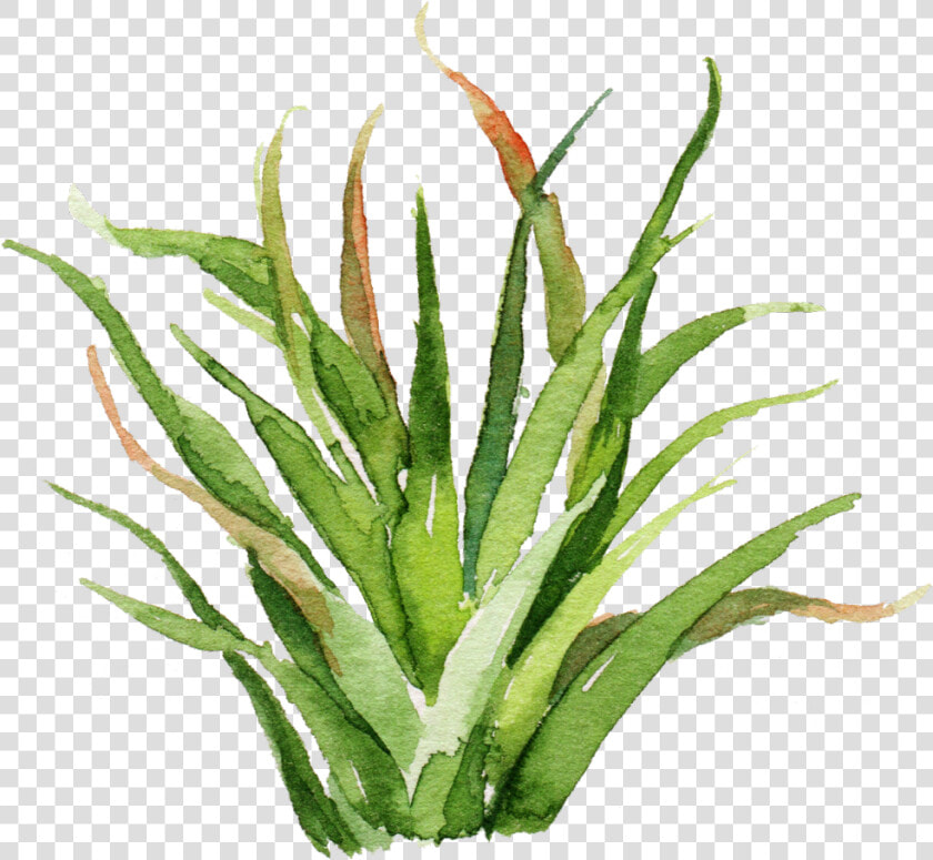  green  watercolor  plant  painting  cute  weeds  aesthetic   Watercolor Plant Paintings  HD Png DownloadTransparent PNG