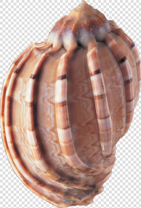 Sea Shells   Png Download  Transparent PngTransparent PNG