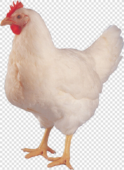 Hen Album On Imgur   Hen Images Hd Png  Transparent PngTransparent PNG