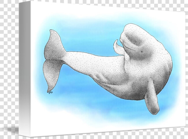 Beluga Whale   Beluga Whale Drawing  HD Png DownloadTransparent PNG