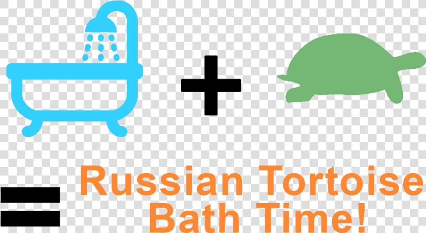 How To Bathe A Russian Tortoise  HD Png DownloadTransparent PNG