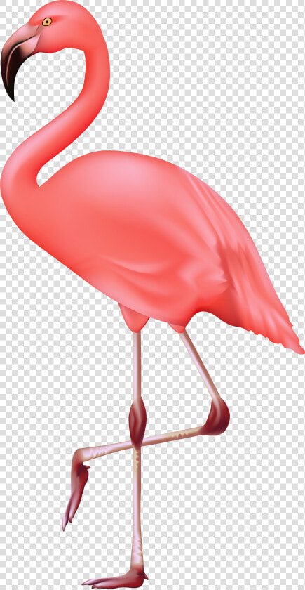 Flamingo Clipart High Re   Flamingo Clipart Transparent Background  HD Png DownloadTransparent PNG