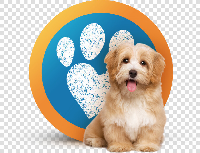 Dog Sitting  Pet Sitting   Marshmallow Dog  HD Png DownloadTransparent PNG