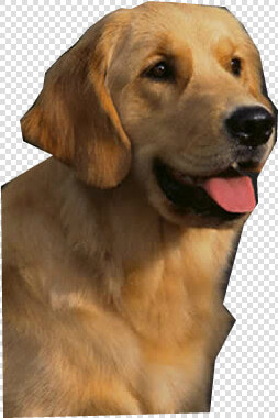 Golden Retriever Png High quality Image   Golden Retriever Png Cartoon  Transparent PngTransparent PNG