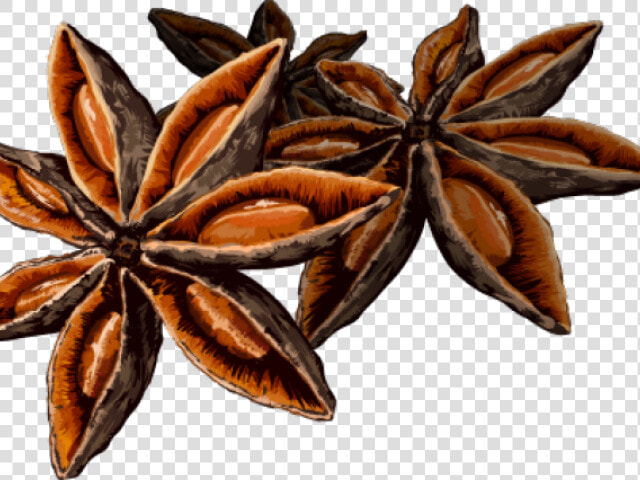 Spice Star Anise Png Clipart   Png Download   Star Anise Png  Transparent PngTransparent PNG