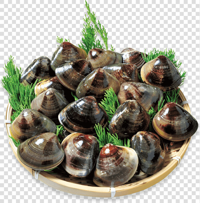 Kuwana S Famous Hamaguri Clams Are Known For Their   Clam  HD Png DownloadTransparent PNG