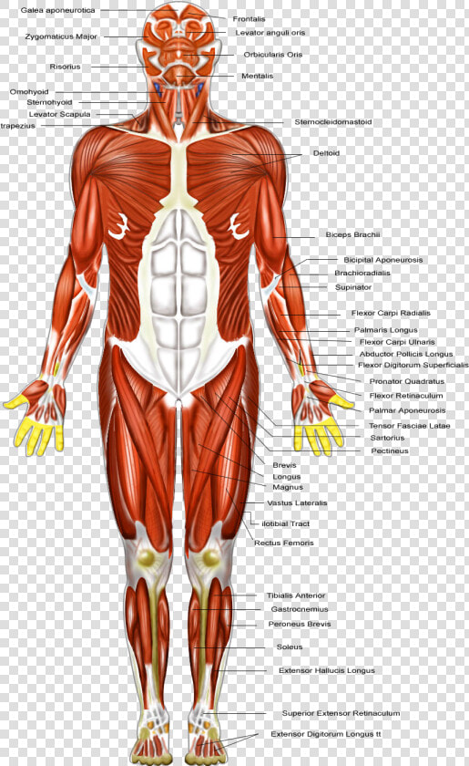 Clip Art Muscular Diagram   Muscular System Diagram Major Muscles  HD Png DownloadTransparent PNG