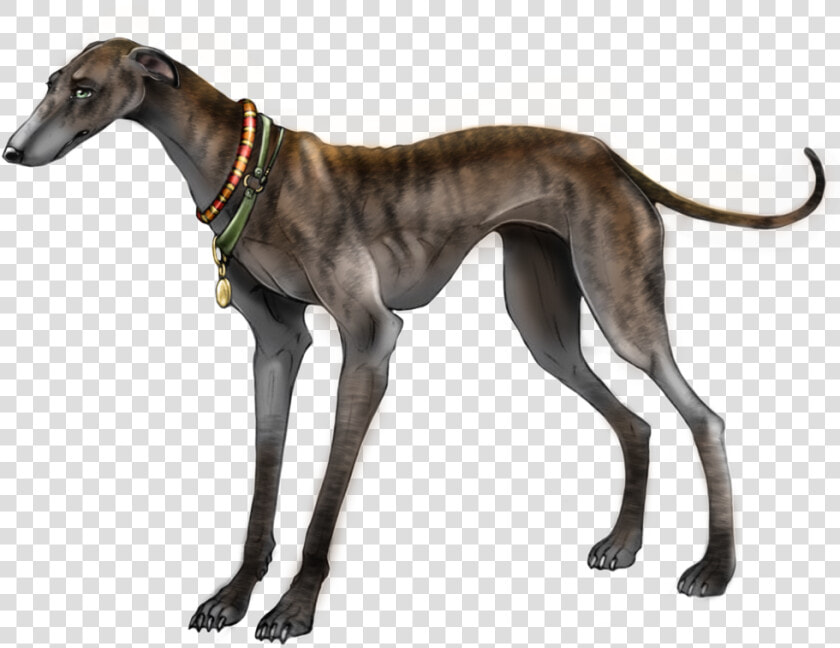 Polish greyhound   Greyhounds Transparent  HD Png DownloadTransparent PNG