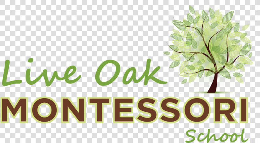 Live Oak Montessori School   Wyncote Foundation  HD Png DownloadTransparent PNG