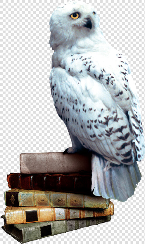 O   Hedwig Harry Potter Transparent  HD Png DownloadTransparent PNG