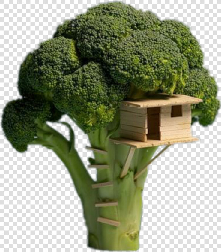  brocoli   Broccoli Tree House  HD Png DownloadTransparent PNG