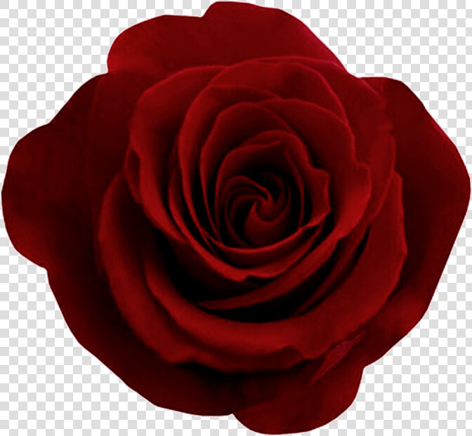 Rose Png Flower Transparent   Dark Red Rose Png  Png DownloadTransparent PNG