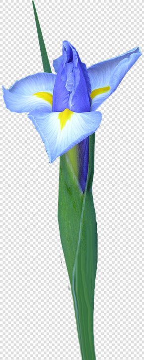 Dutch Iris  Bud  Flower   Dayflower  HD Png DownloadTransparent PNG