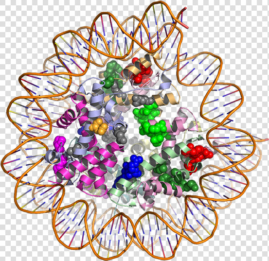 3d Model Of Proteins  HD Png DownloadTransparent PNG