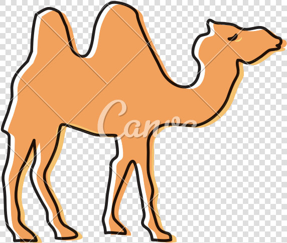 Drawing Camels Vintage   Arabian Camel  HD Png DownloadTransparent PNG