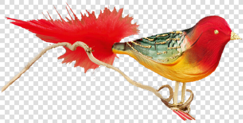 Phasianidae  HD Png DownloadTransparent PNG