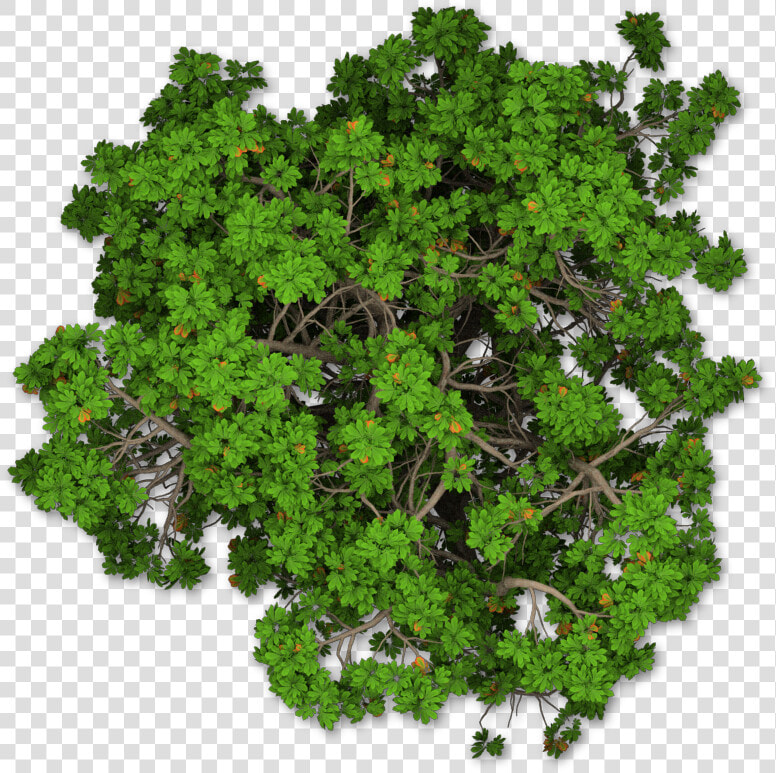 Tree Plan Png   Trees In Plan For Photoshop Png  Transparent PngTransparent PNG