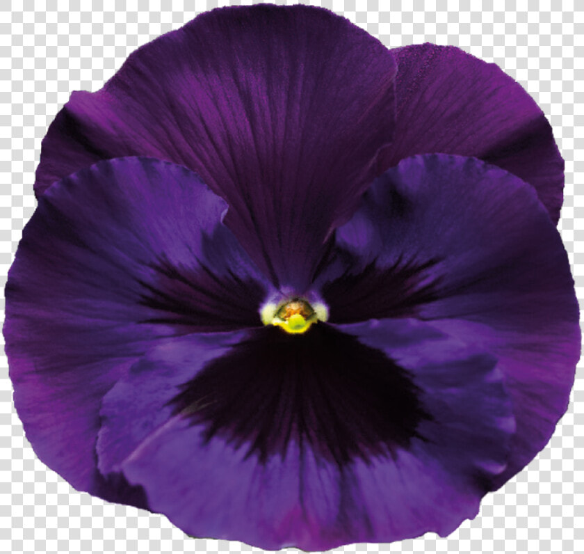 Pansy   Violet Flower Transparent Background  HD Png DownloadTransparent PNG