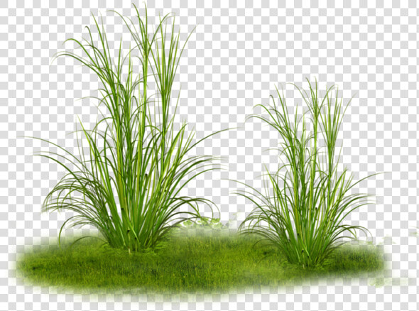  herbe  green  grass  plant   Transparent Dry Grass Png  Png DownloadTransparent PNG