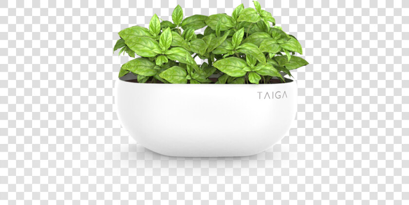 Basil Pot   Png Download   Basil Pot Png  Transparent PngTransparent PNG