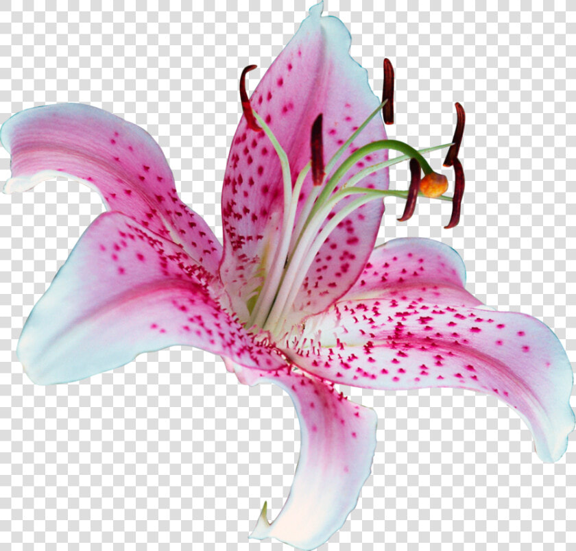 Lilium Stargazer Tiger Lily Clip Art   Lilly Png  Transparent PngTransparent PNG