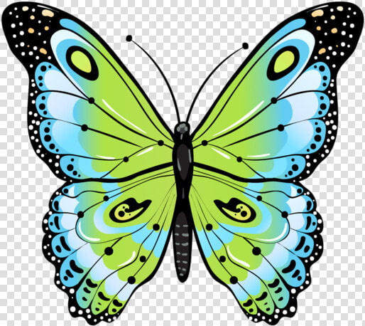 Clip Art Beautiful Moths   Butterfly Drawing Green  HD Png DownloadTransparent PNG