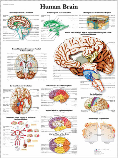 Anatomical Chart   Human Brain   Human Brain Anatomy Poster  HD Png DownloadTransparent PNG