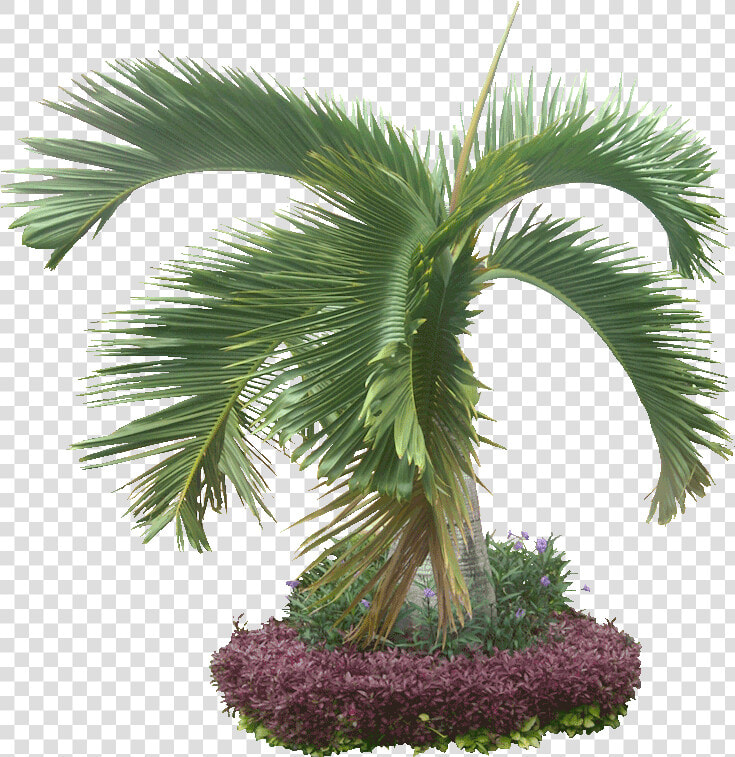 The Ocean  Palm Trees  Sand  Free Download Sharon Dixon    Transparent Jungle Plants  HD Png DownloadTransparent PNG