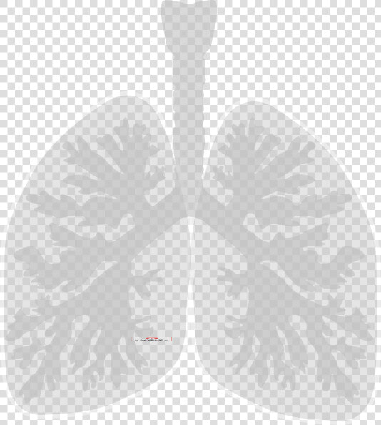 Lungs Clip Art  HD Png DownloadTransparent PNG