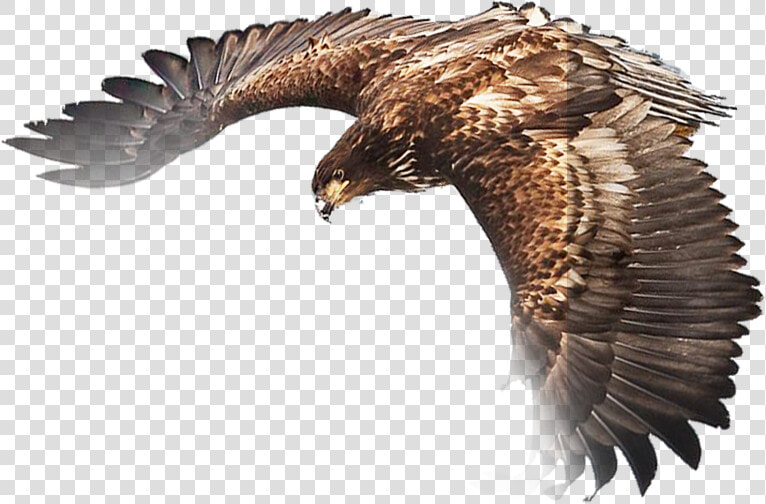 Adler Clipart Kostenlos  HD Png DownloadTransparent PNG