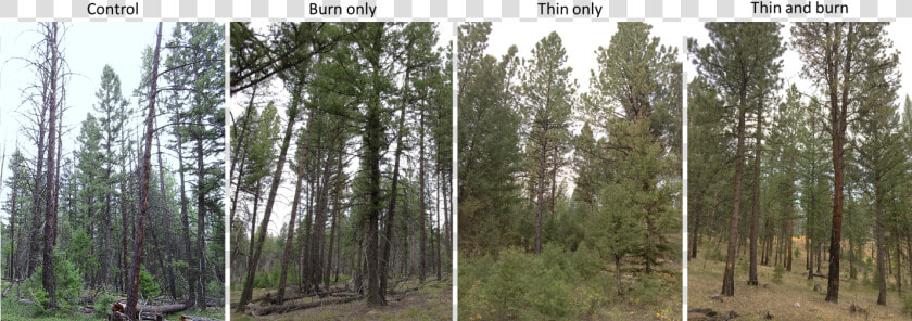 Ponderosa Pine In Douglas Fir Forest   Png Download   Grove  Transparent PngTransparent PNG