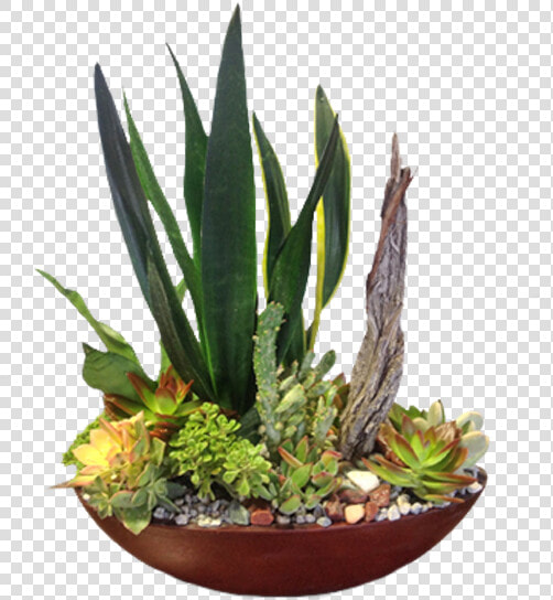 Houseplant  HD Png DownloadTransparent PNG