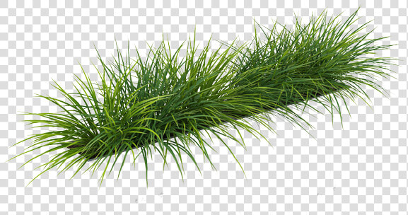 Grass Png By Gareng   Sweet Grass  Transparent PngTransparent PNG