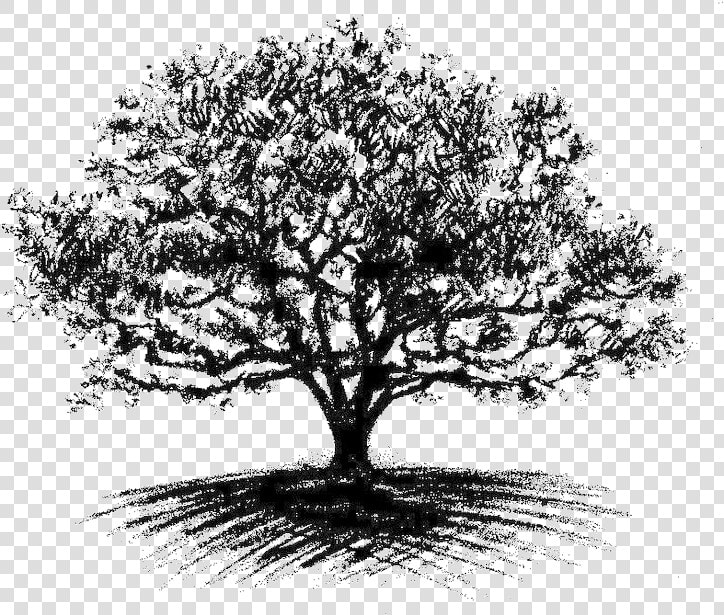 Oak Tree Drawing   Cool Oak Tree Drawings  HD Png DownloadTransparent PNG