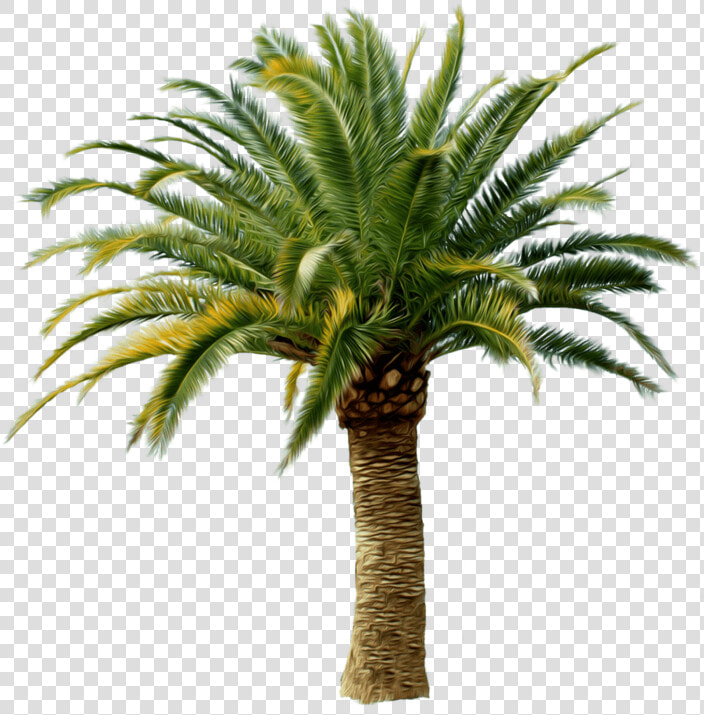 Palm Tree Png   Date Palm Tree Png  Transparent PngTransparent PNG