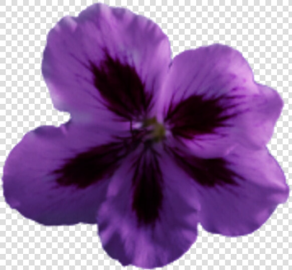 Flower Geranium Purple   Diphenyl Oxide  HD Png DownloadTransparent PNG