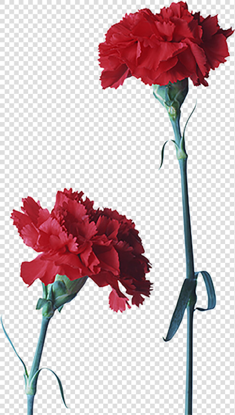 Cravo Flor Em Ingles  HD Png DownloadTransparent PNG